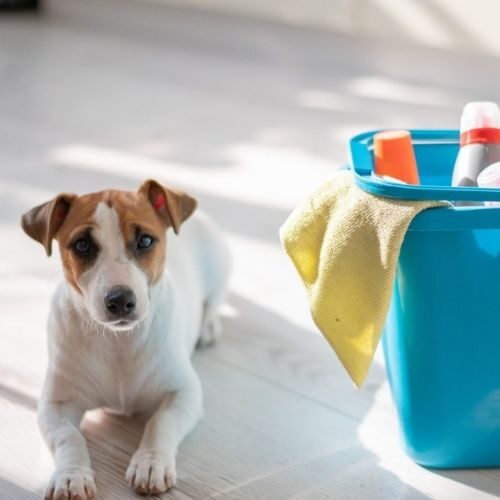 Dog Recurring cleaning services in Tulsa OK